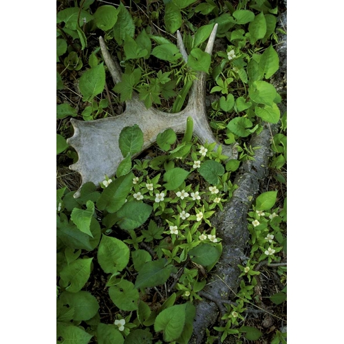 MI, Isle Royale NP, Moose antler in bunchberry